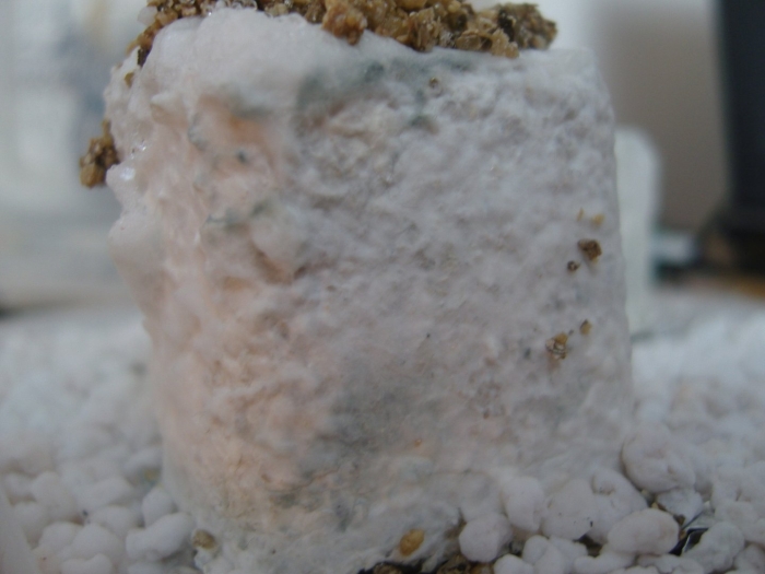 Белая плесень