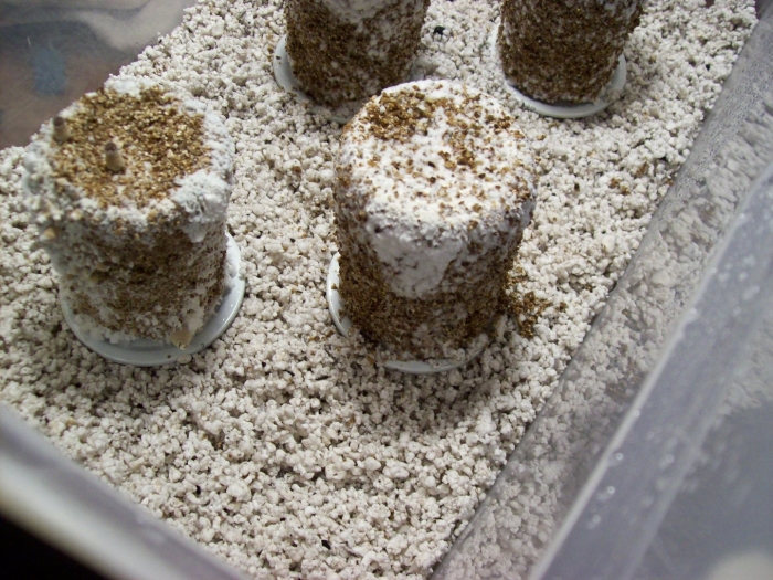 Выращивание грибов в домашних условиях