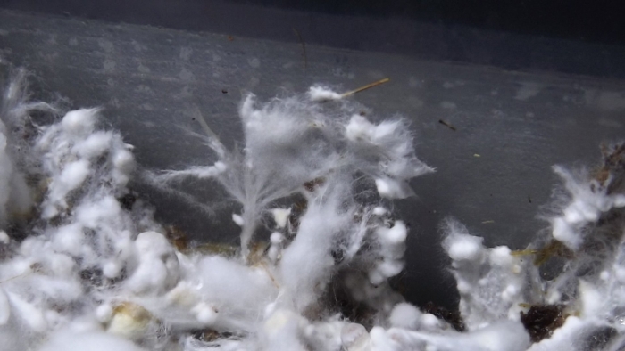 Примордии кубенсисов