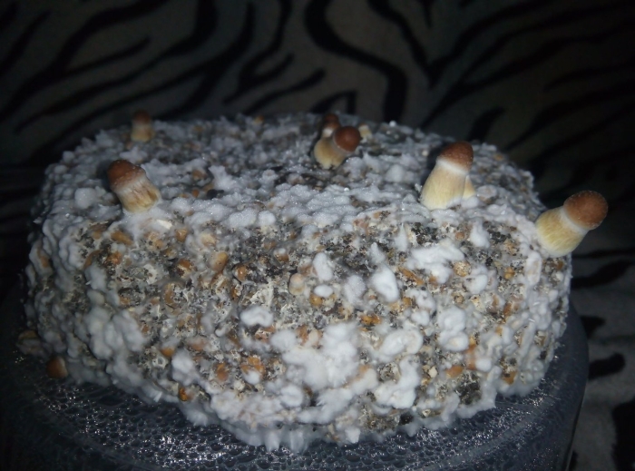 Psilocybe cubensis