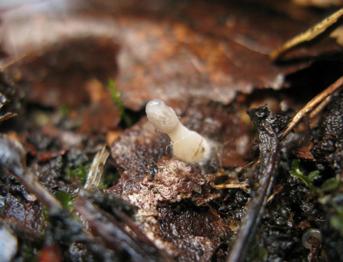 Слизевики грибоподобные организмы