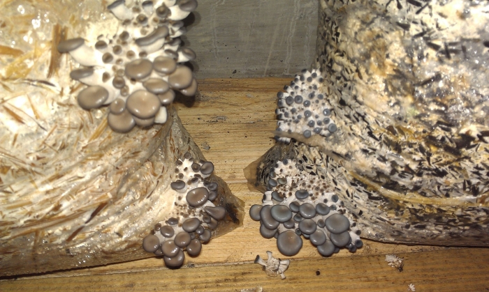 Примордии гриба вешенки