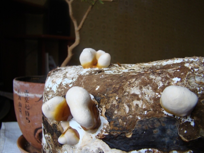 Трутовик лакированный гриб