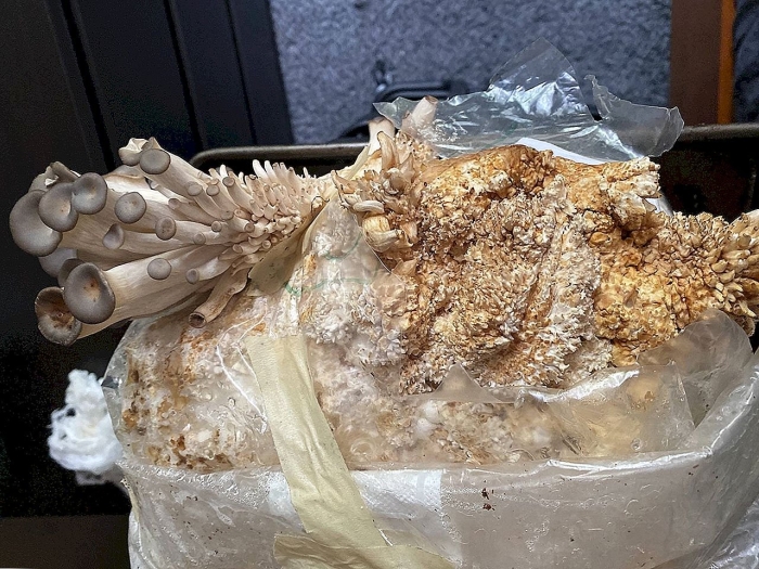 Гриб вешенка