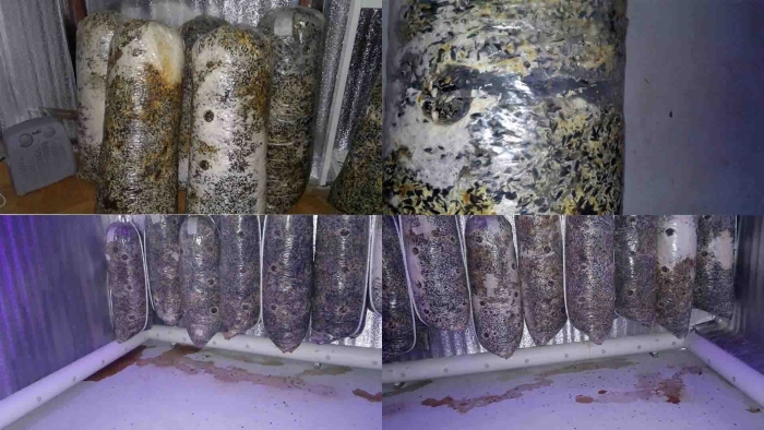 Выращивание вешенок в домашних условиях