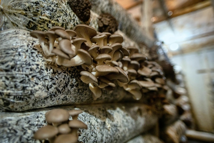 Грибная ферма