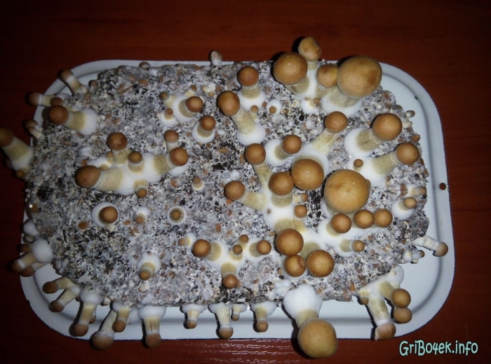 Грибы псилоцибе кубенсис