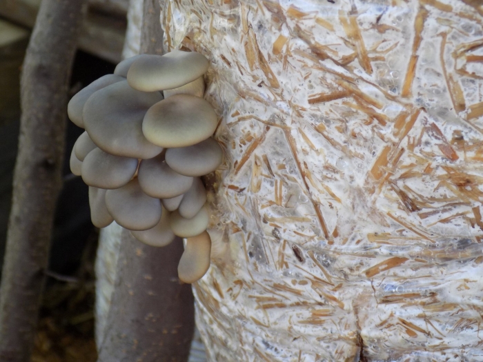 Примордии вешенки