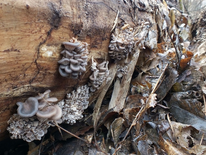 Примордии вешенки