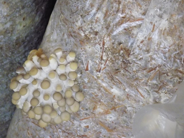 Медузообразный мицелий