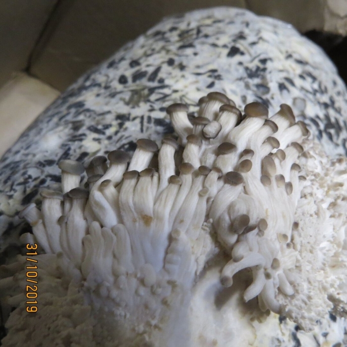 Мицелий грибов вешенка королевская