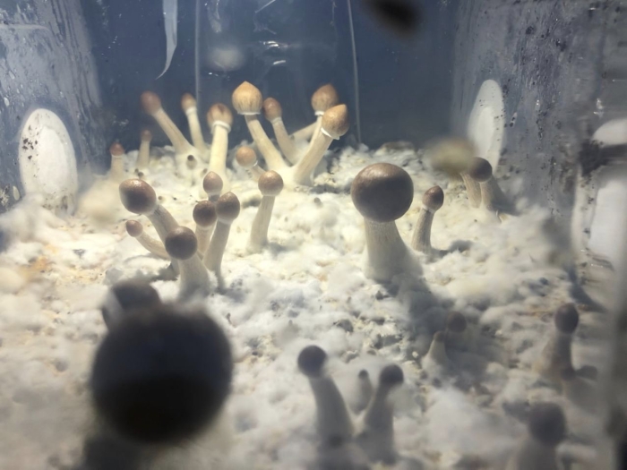 Мицелии грибов