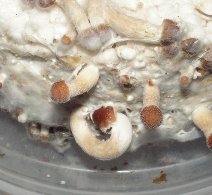 Примордии cubensis