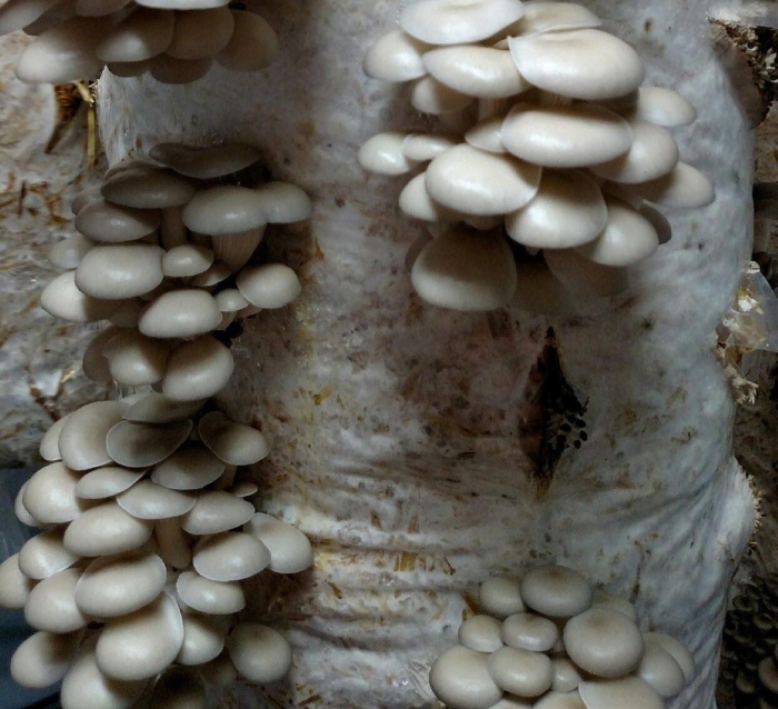 Субстрат грибной вешенки