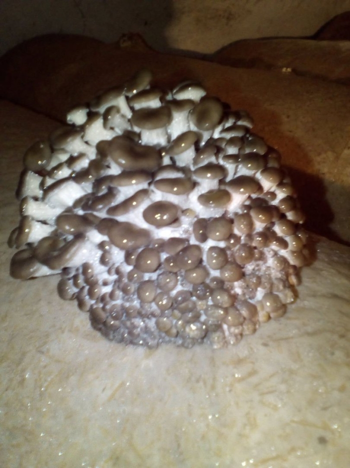 Мицелий вешенки