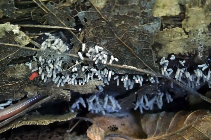 Ceratiomyxa fruticulosa