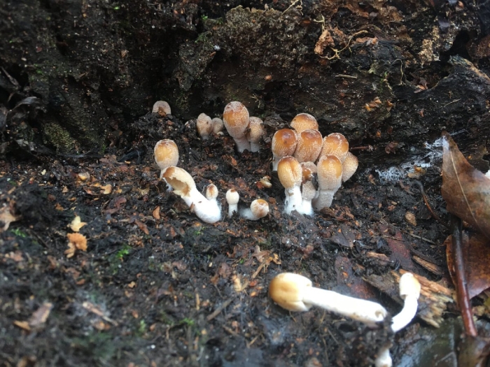 Навозник мерцающий