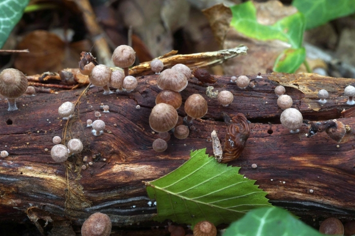 Примордии грибов