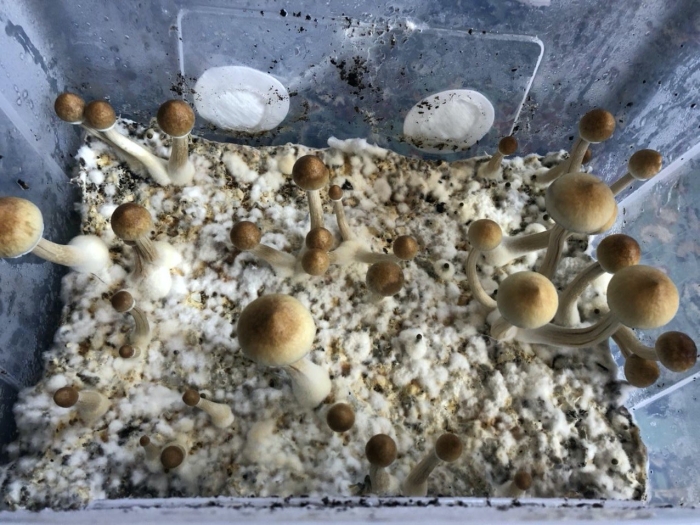 Мицелий опенок