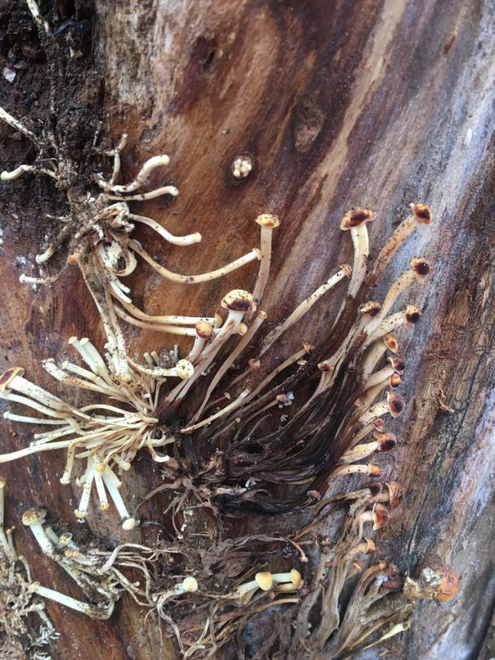 Panaeolus cambodginiensis