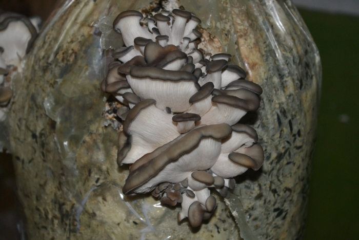 Грибная ферма вешенка