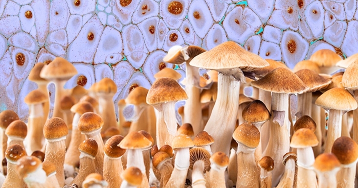 Кубенсис голден тичер