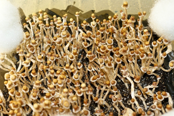 Псилоцибин кубенсис