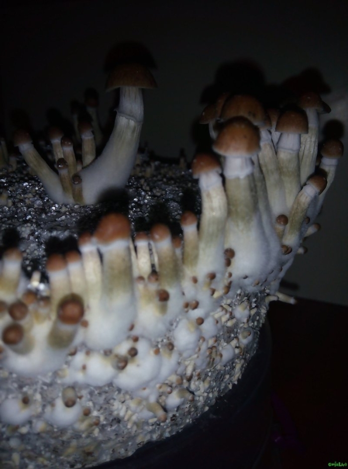Псилоцибе кубенсис