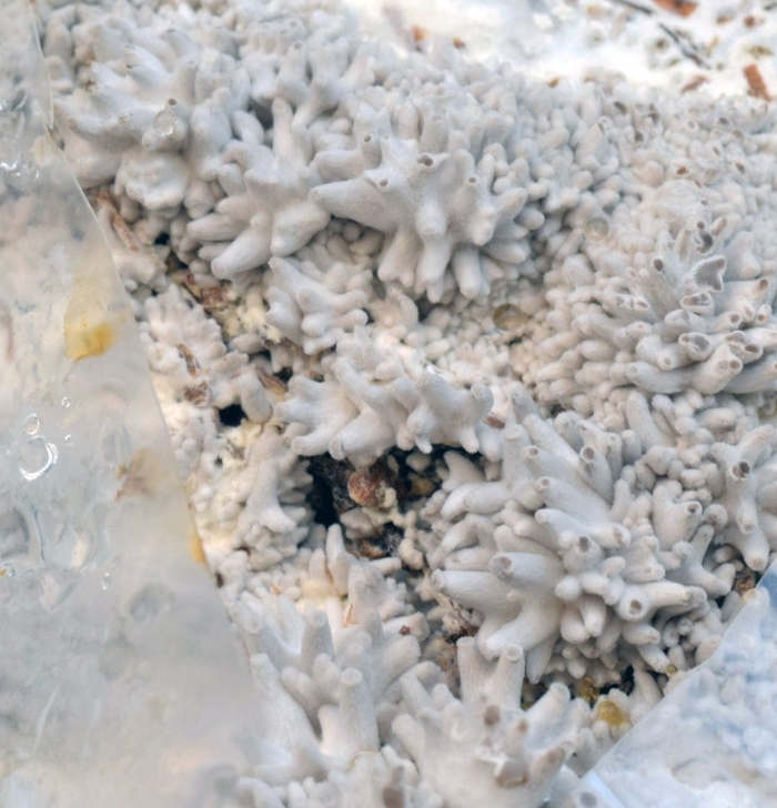 Кораллы белые