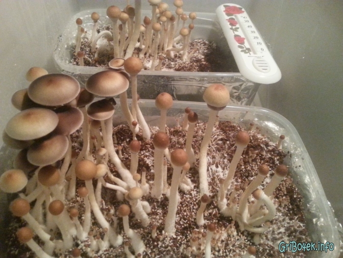 Псилоцибиновые грибы