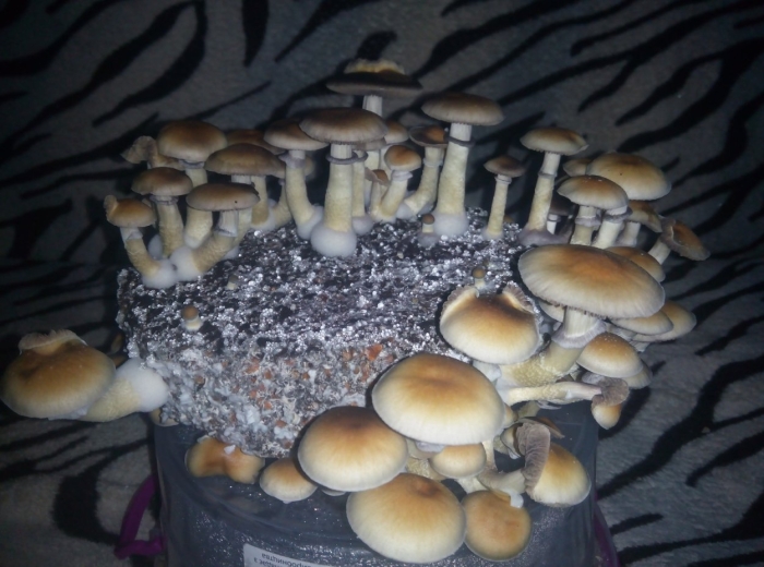 Psilocybe cubensis pink buffalo