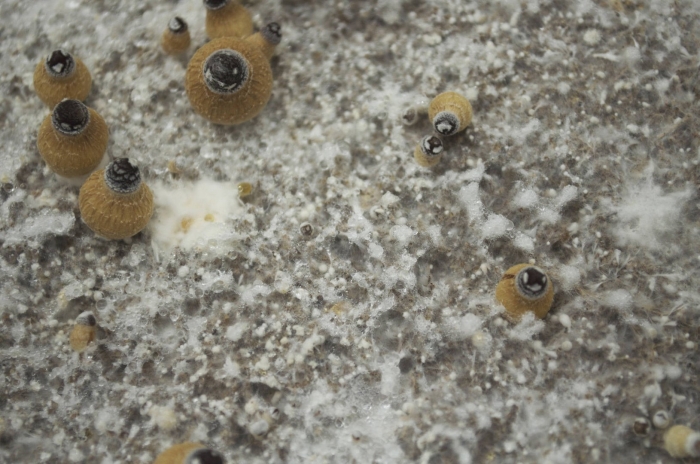 Примордии грибов кубенсис