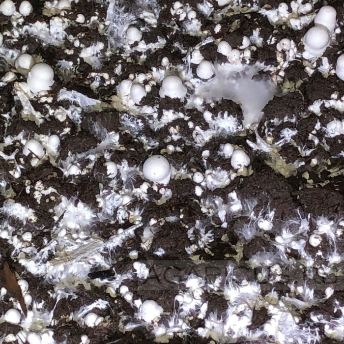 Выращивание шампиньонов в домашних условиях