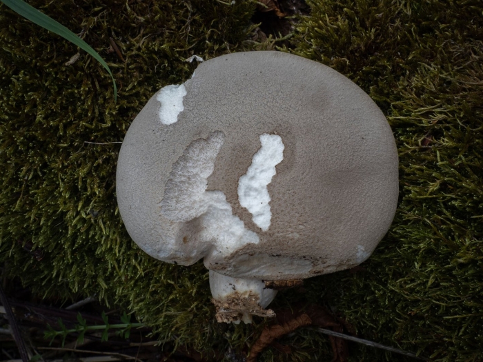 Pleurotus dryinus