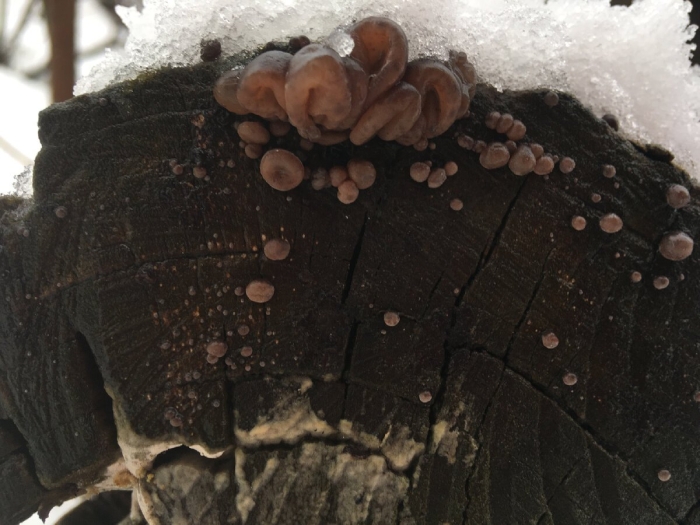 Гриб аурикулярия извилистая