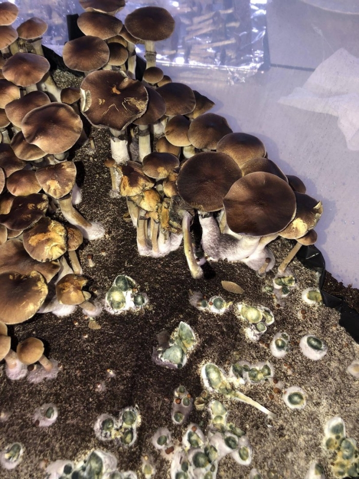 Псилоцибе кубенсис голден тичер