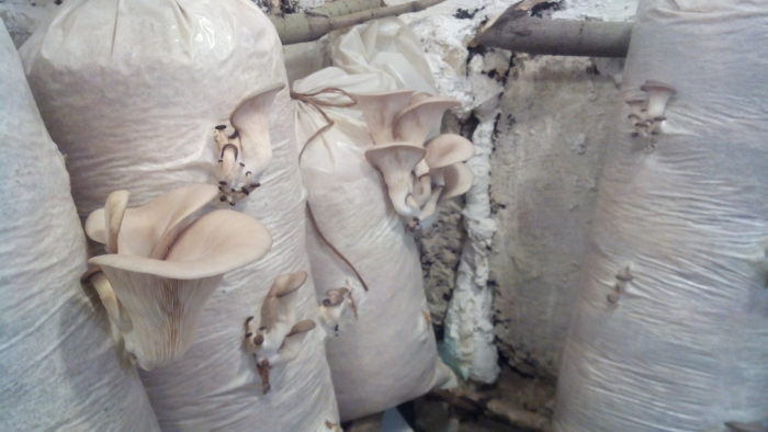 Устричная вешенка