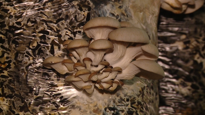 Штаммы вешенки