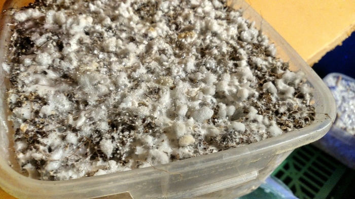 Мицелий грибов шампиньон белый