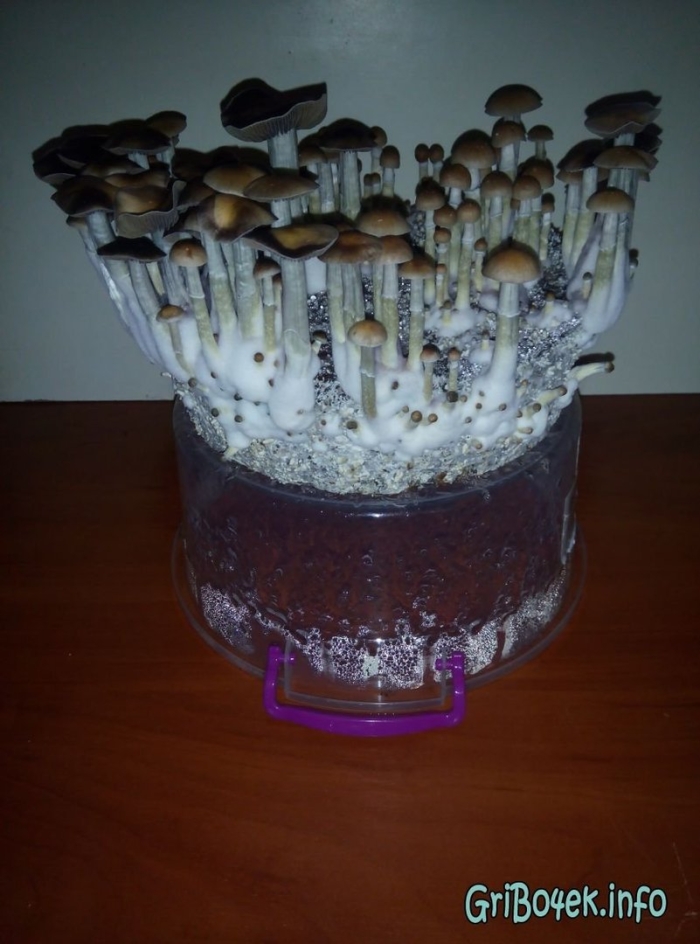 Кубенсис грибы