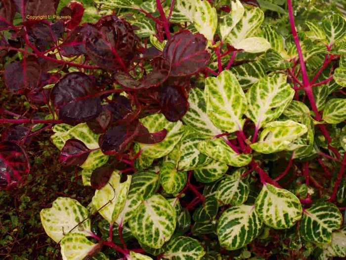 Ирезине хербста