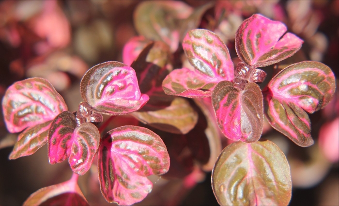 Ирезина хербста