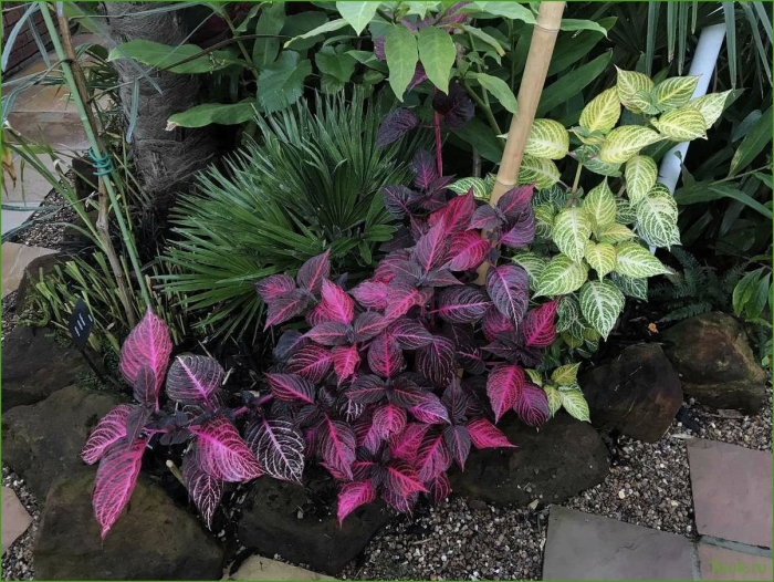 Ирезине линдена