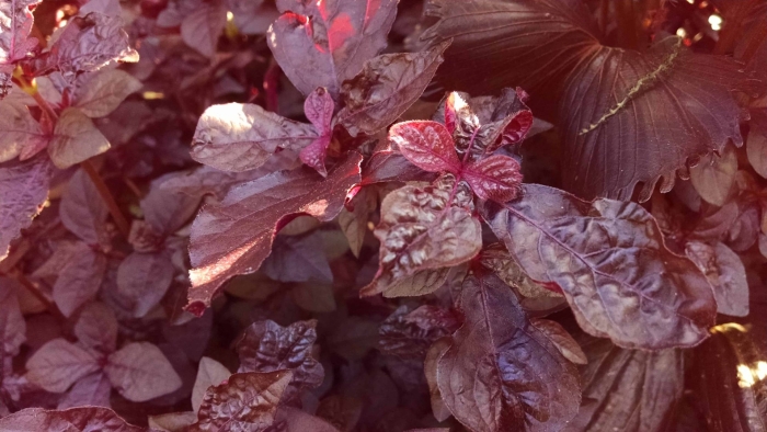 Базилик реган фиолетовый