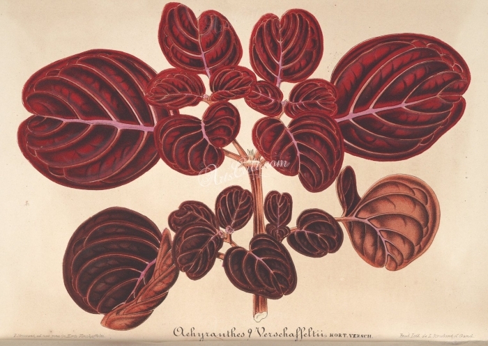 Ирезина линдена