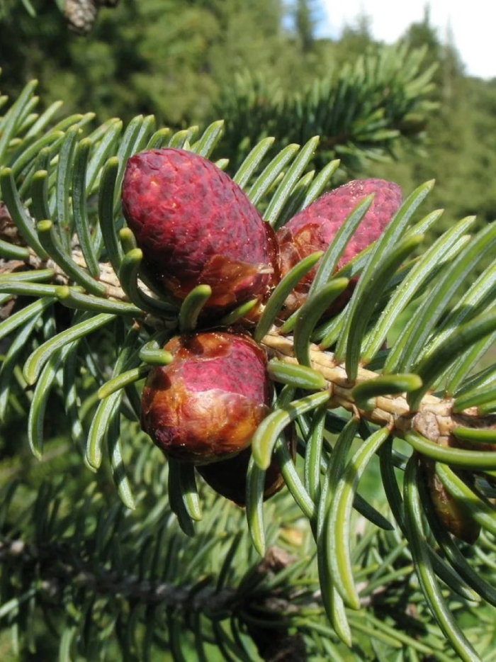 Хвоя ель шренка