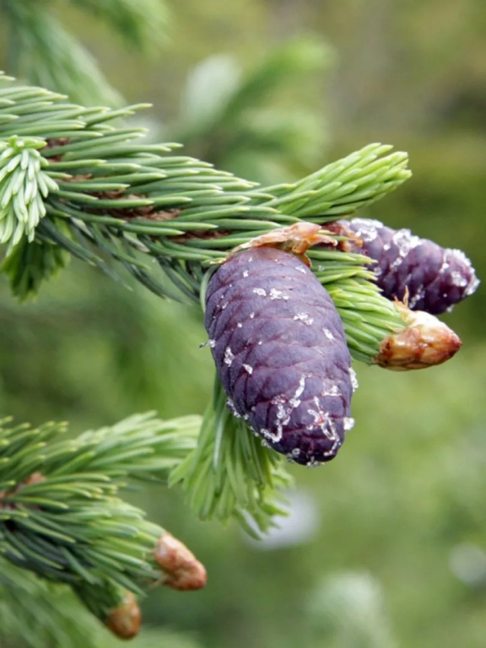 Ель шренка picea schrenkiana