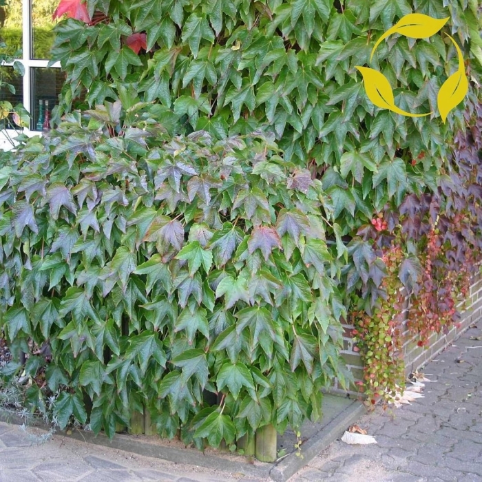 Parthenocissus tricuspidata