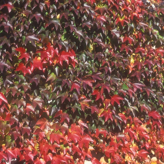 Девичий виноград пятилисточковый