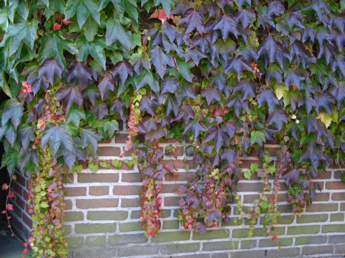 Лиана девичий виноград триостренный